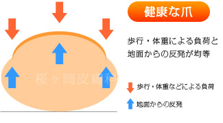 健康な爪
