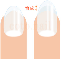 爪のピンクの部分を縦長にする