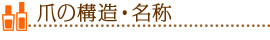 爪の構造