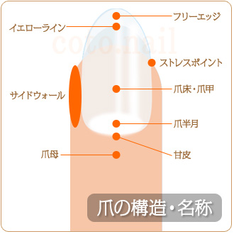 爪の名称